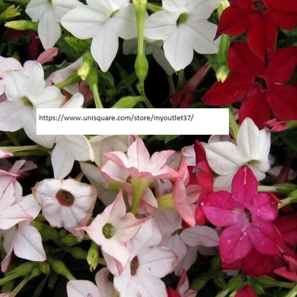 Tobacco Jasmine Seeds - Flower Seeds - BOGO - Picture 1 of 1